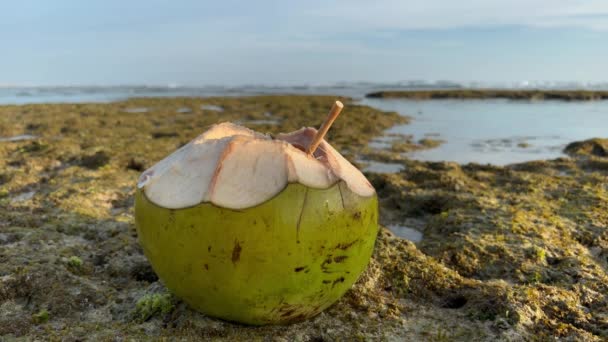 Крупный план всего молодого кокосового напитка с соломой на зеленом океанском рифе в золотом часе. Крупный план свежий натуральный напиток из коко и обезжиренная девушка плавает в бассейне рифа. — стоковое видео