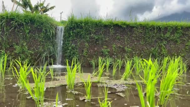 Ruisseau d'eau coulant dans une piscine de terrasse de riz avec de jeunes pousses de paddy sous les nuages de tempête. — Video
