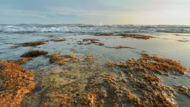 Океанская волна покрывает риф и приближается к камере. Сцена на пляже на закате. — стоковое видео
