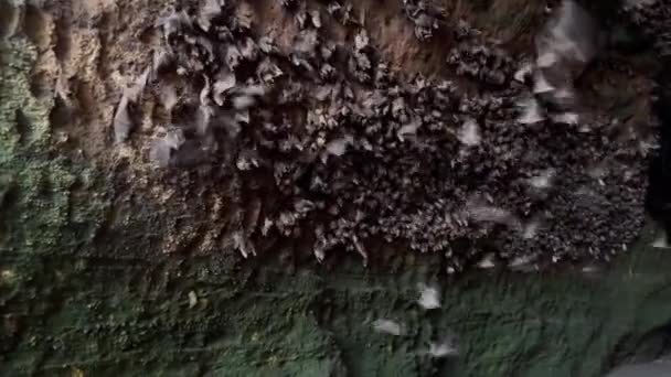 Filmato instabile telecamera dal vivo di divertente colonia di pipistrelli su pareti di pietra naturale grotta di essere spaventato e volare via nel buio. Esplora la vita selvaggia dell'isola tropicale. — Video Stock