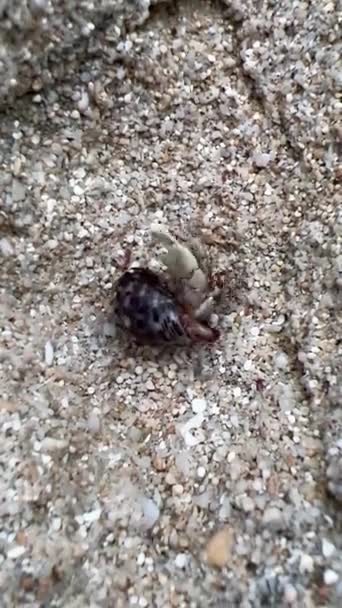 Joli crabe soldat marchant sur des images macro de sable. Gros plan Pagurus bernhardus. Diogènes crabe rampant hors de la vue de la caméra. — Video