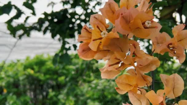 Крупный план красивого цветущего дерева на острове Бали в районе Балиана. Апельсиновая бугенвиллия цветет в тропическом раю рядом с берегом океана. — стоковое видео