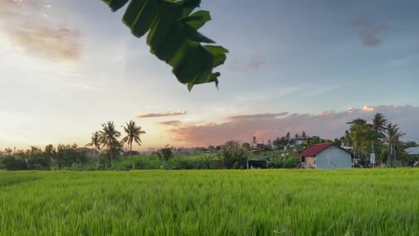 Тропічний захід сонця над рисовим полем у тропічному раю. Балійський пейзаж у Мунггу.. — стокове відео