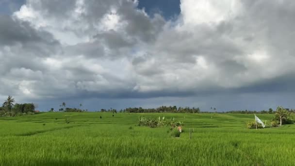 Un hermoso video de lapso de tiempo de idílica escena rural con arrozales bajo oscuras nubes tormentosas. Cultivo de arroz en Asia. — Vídeos de Stock