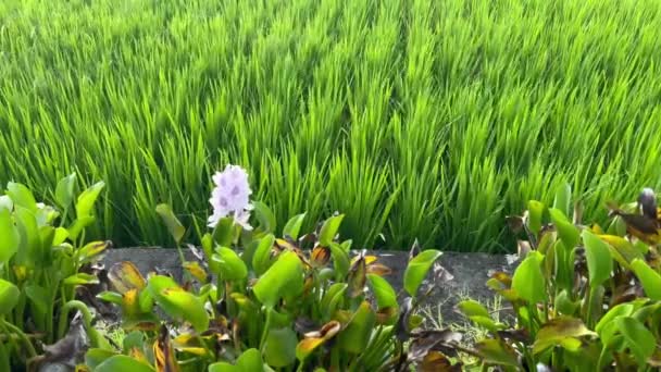 Jacinthes Eau Poussant Près Rizières Dans Paradis Tropical Asiatique Beau — Video