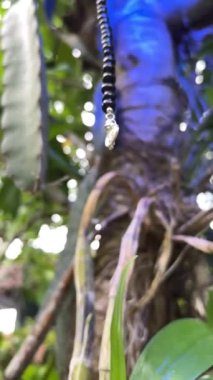 Pembe prchid çiçekli tropik bir ağaçta siyah ve beyaz inci boncuklar ve gümüş yüzüklerle güzel bir yavaş çekim görüntüsü. Bir peri ağacında kavramsal 925 gümüş mücevher