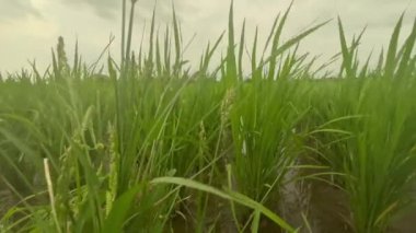 Güzel makro yakın plan çeltik pirinç çimleri gri gökyüzünün altında.