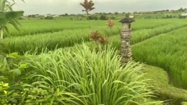 Pirinç tarlalarındaki kalın ve Hindu tapınağının güzel huzurlu manzarası. Asya 'da rüzgarlı bir günde huzurlu tarım arazisi. Arka plan için Bali Munguu manzarası.