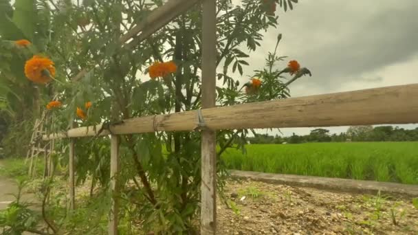 Красивые статические кадры с Мэриголд, растущей возле деревянного забора на рисовом поле на азиатской плантации. Сельскохозяйственные пейзажи со свежим рисовым полем. — стоковое видео