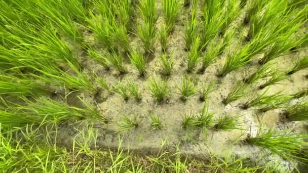 Hierba de arroz joven fresca en una granja de arroz. Vista superior de las esporas de arroz convirtiéndose en vista panorámica de la campiña balinesa en Munggu. — Vídeos de Stock