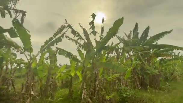 Prachtige beelden van zon die schijnt door bladeren van groene palmbomen en exotische planten in Balinese landbouwgrond. Bananenbomen op het platteland van Bali. — Stockvideo