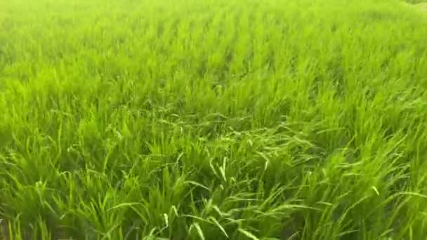 Belas imagens estáticas de grama verde do campo de arroz em um dia ventoso. Fundo agrícola das terras agrícolas balinesas. — Vídeo de Stock