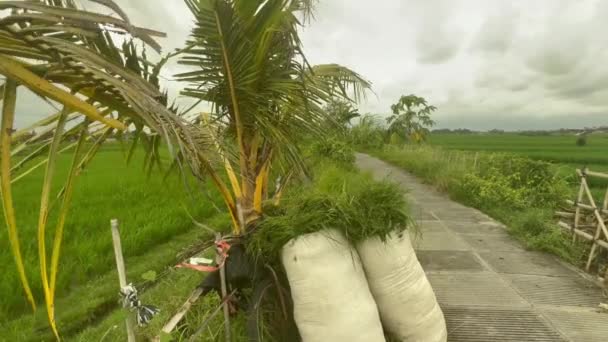 Primer plano de metraje macro de heno en sacos enormes en una carretera en tierras de cultivo tropicales. Paisaje agrícola con bicicleta y palmeras en el arrozal zona rural. — Vídeo de stock