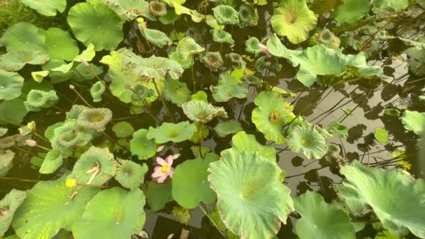 Símbolo de pureza e nirvana no budismo. Bela flor de lótus grossa em água marrom de um lago em trópicos. — Vídeo de Stock