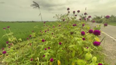 Pirinç tarlalarında büyüyen yolda mor çiçekleri olan güzel yeşil çalılar..