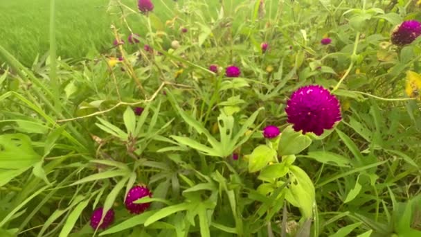 Hermosas imágenes macro de cerca de flores redondas púrpuras balanceándose en el viento en los campos de arroz en el área de Bali Munggu. Agricultura en el paraíso tropical — Vídeos de Stock