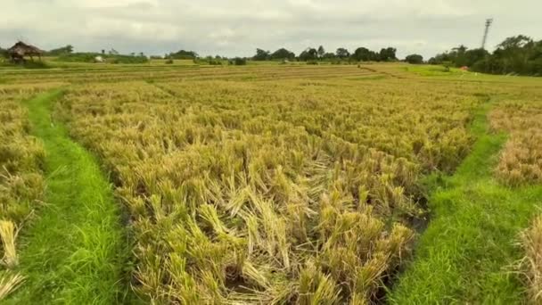 Krásný geometrický obrazec rýžového pole se suchou rýží po sklizni. Plodiny neloupané kultury a zbylých polí. — Stock video