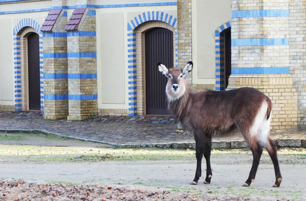Eastern cloven-hoofed animal on the building background.