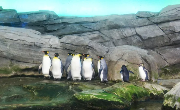 Family of penguins on land. — Stock Photo, Image