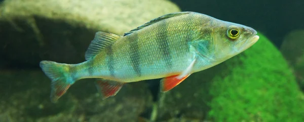 River perch underwater. Royalty Free Stock Images