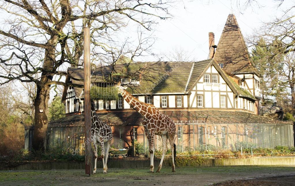 Two giraffes eating food on a background of a large house.