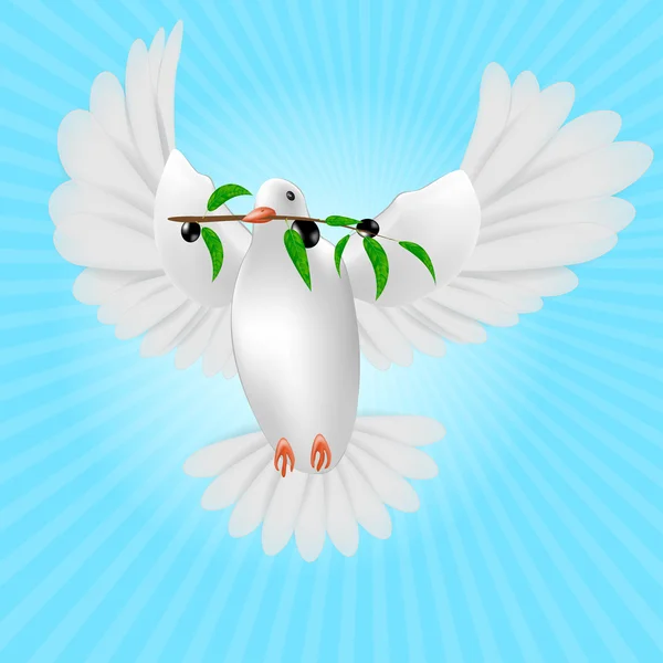 Weiße Taube mit Olivenzweig isoliert — Stockvektor