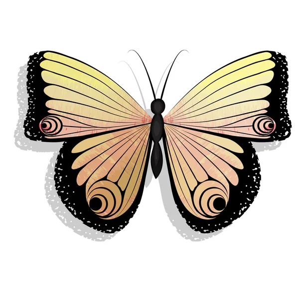Schmetterling isoliert — Stockvektor