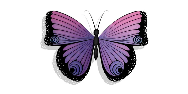 孤立的蝴蝶 — 图库矢量图片