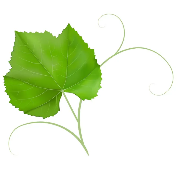 Folha de uva isolada sobre fundo branco — Vetor de Stock