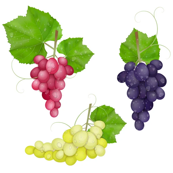 不同品种的葡萄用白色背景上的叶子 — 图库矢量图片