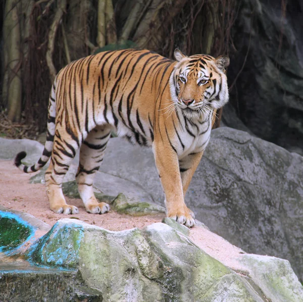 Royal Bengal tiger — Stock Photo, Image