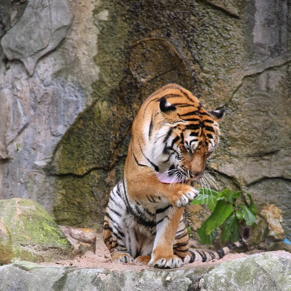 Royal Bengal tiger — Stock Photo, Image