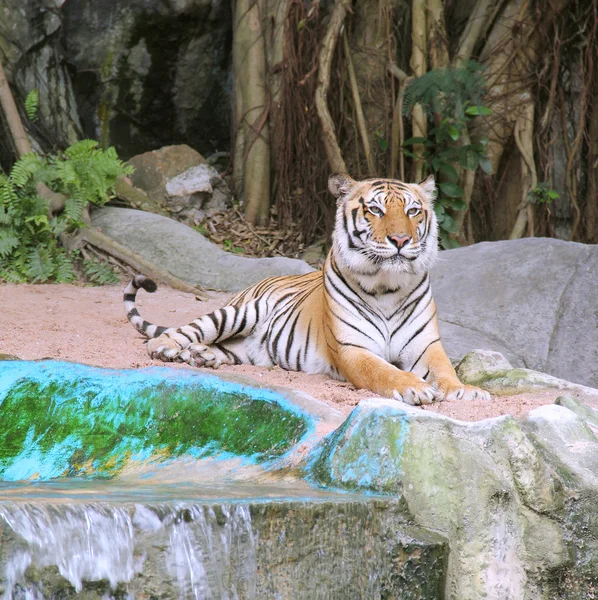 Tigre real de bengala — Fotografia de Stock