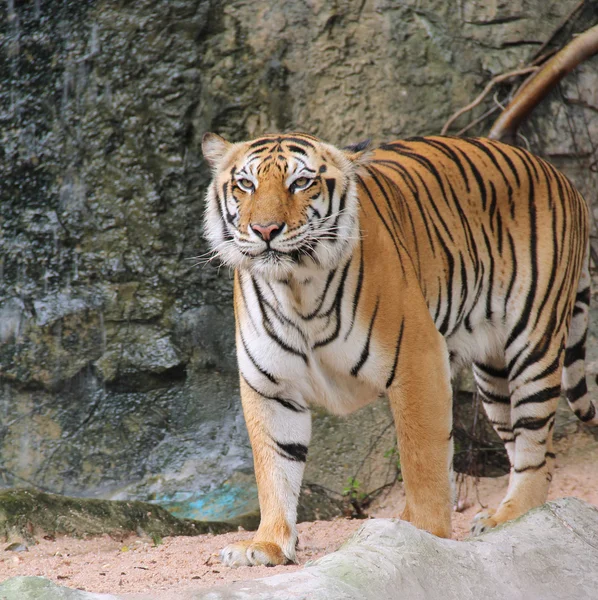 Royal Bengal tiger — Stock Photo, Image
