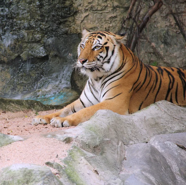 Tigre de bengala real — Foto de Stock