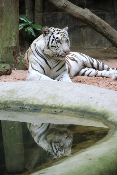 Tigre blanco — Foto de Stock