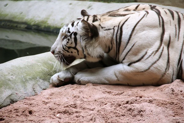 Tigre agachado — Foto de Stock