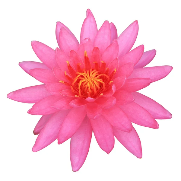 Pink Lotus, isolado em branco com caminho de recorte — Fotografia de Stock