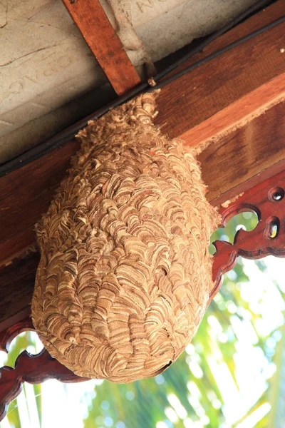 大きなスズメバチの巣 — ストック写真