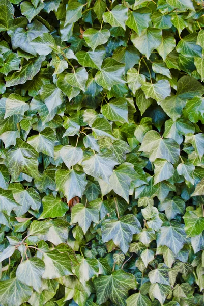 Groene klimplant op muur — Stockfoto