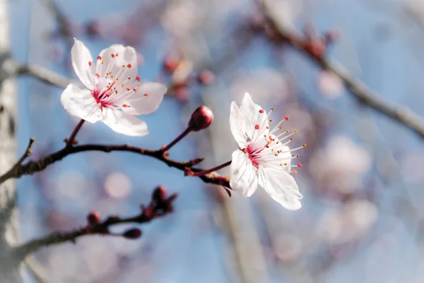 Prunus çiçeği pisardi Telifsiz Stok Imajlar