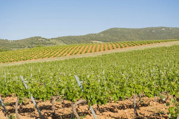 Vineyard landscape in spring. Stock Photo