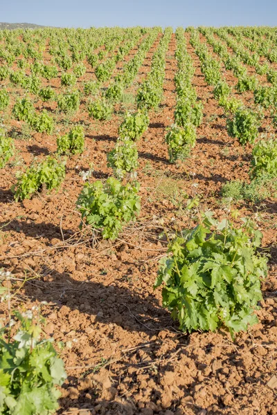 İlkbaharda üzüm bağı manzarası. Stok Fotoğraf