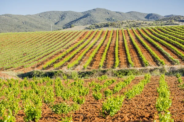 İlkbaharda üzüm bağı manzarası. Stok Fotoğraf