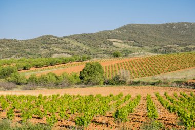 İlkbaharda üzüm bağı manzarası.