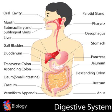 Digestive System clipart