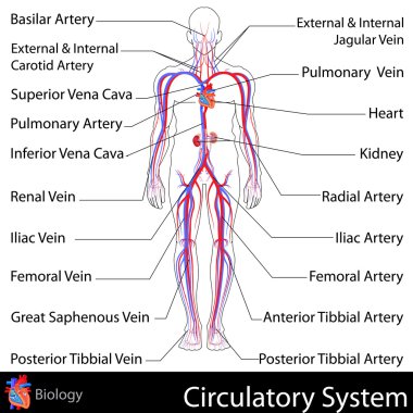 Circulatory System clipart