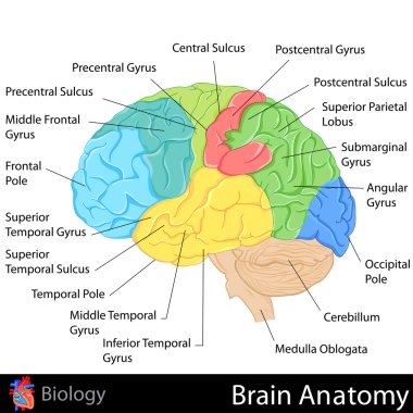 Beyin Anatomisi