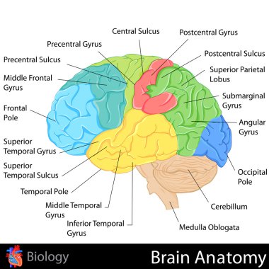 Brain Anatomy clipart