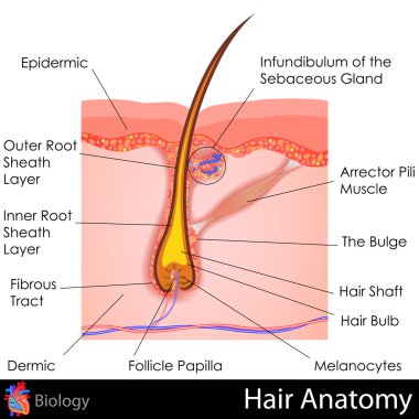 Hair Anatomy clipart